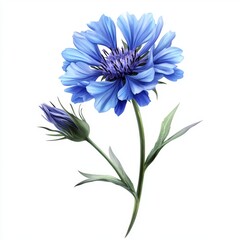 Beautiful Blue Flower with Bud Isolated on a Clean White Background for Nature or Floral Themes