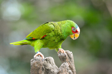 A close-up photo of a White-Fronted Amazon bird.