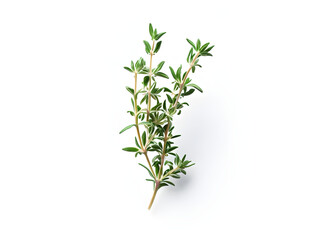 Fototapeta premium thyme twig isolated on white