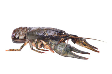 Crayfish isolated on white