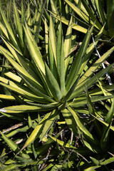 Fototapeta premium Wild agave maguey cuishe (Agave karwinskii) plants on an organic plantation for the production of mezcal in the Oaxaca Valley in Mexico.