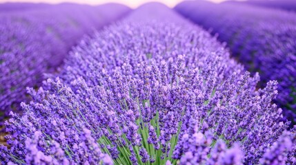 Fototapeta premium Blooming lavender field sunset; rows, purple flowers, aromatherapy, beauty