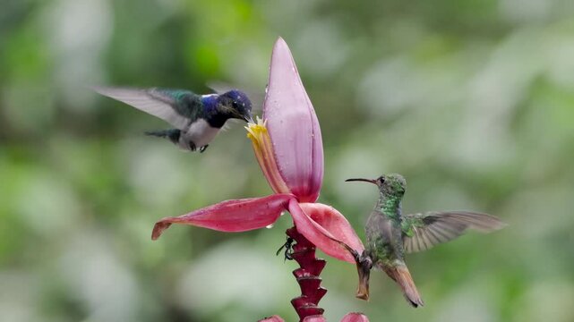 Two quick hummingbirds compete for nectar from pink banana flower against blurred green background. Dynamic aerial dance as birds maneuver mid-flight.