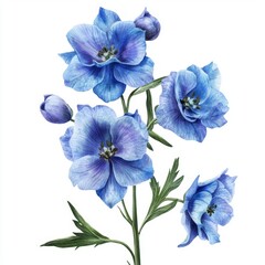 Beautiful Blue Flowers with Delicate Petals and Green Leaves on a White Background