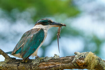 Kingfisher perched on branch in sun with brown skink in it's beak viewed side on.
