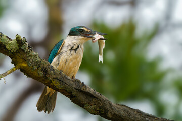 sacred kingfisher, todiamphus sanctus vegans, perched on a branch with fish in it's beak viewed from slightly below