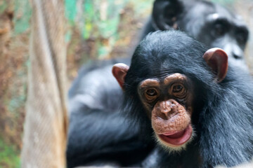 Close up portrait of chimpanzee