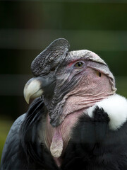 Condor on a tree