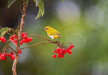 Indian white eye bird looking to pluck cherry fruits from a branch. Close up, selective focus.