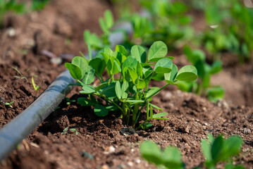 Peanut plant sprout growing in farm field. Peanut (groundnut) plant seedling green leaf. Peanut crop seedling plantation. Organic groundnut plant sprout grow in nut farm.