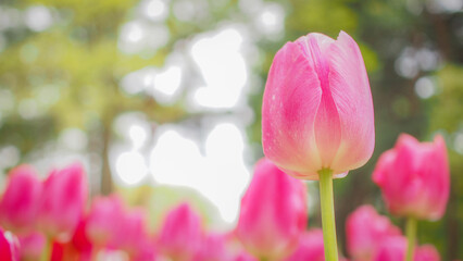 花,チューリップ,日本,春,春の花,自然,清らか