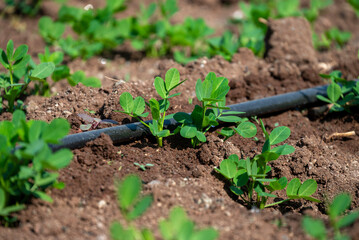 Peanut plant sprout growing in farm field. Peanut (groundnut) plant seedling green leaf. Peanut crop seedling plantation. Organic groundnut plant sprout grow in nut farm.
