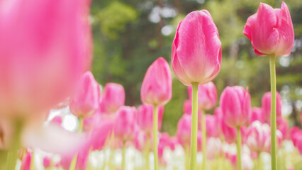 Fototapeta premium 花,チューリップ,日本,春,春の花,自然,清らか