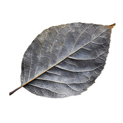 Monochrome leaf, isolated on black background: displays intricate venation and delicate texture.