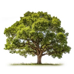 Obraz premium Lush green tree isolated nature