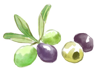 新鮮なオリーブのリアルな水彩イラスト