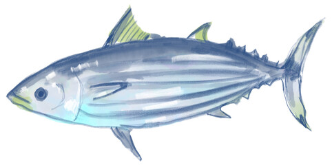 新鮮なカツオのリアルな水彩イラスト