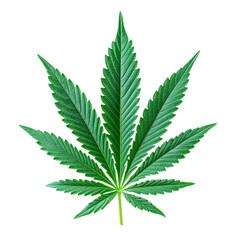 Green Cannabis leaf isolated on transparent background