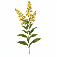 Naklejka premium Bright Yellow Flowering Plant with Detailed Leaves and Blooming Blossoms Isolated on White Background