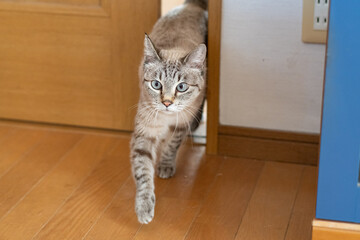 室内を歩く猫　シャムトラ猫