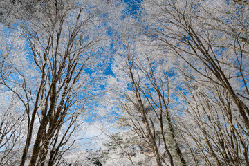 見上げると美しい青空と霧氷