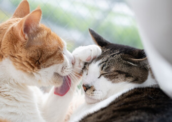 窓辺でくつろぐ可愛い二匹の猫