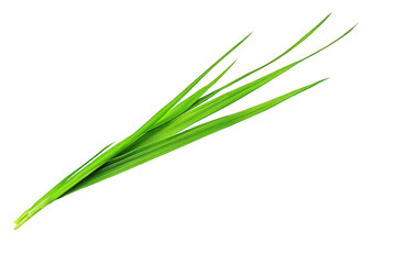 Fototapeta premium Vibrant Green Grass Blades Isolated on White Background