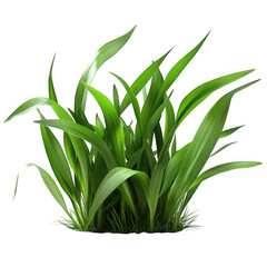 Obraz premium Lush Green Grass with Vibrant Blades Isolated on White Background