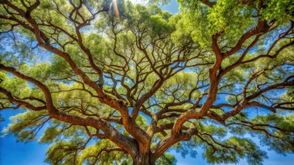 Fototapeta premium Low-angle shot of a mature Agathosma betulina tree with its branches stretching towards the sky and leaves rustling in the wind , garden, botany