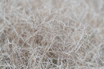 Small grass with white leaves