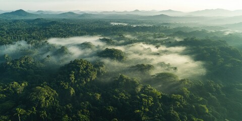The Amazon rainforest mountain natural nature.