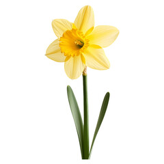 Daffodil flower nature