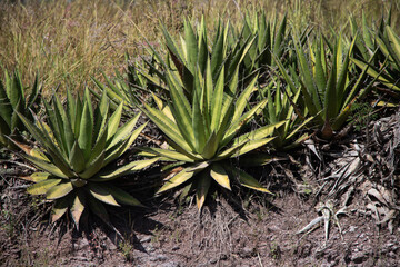 Wild maguey jabali (Agave Convallis) plants on an organic plantation for the production of mezcal in the Oaxaca Valley in Mexico.