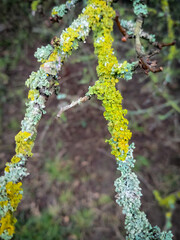 Close-Up of Vibrantly Colored Moss and Lichen Growth on Tree Branch