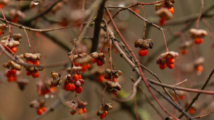 small red berries on a branch