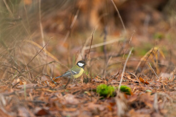 a small bird on the ground