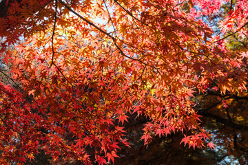光るもみじ
