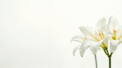 Fototapeta premium Elegant white lilies placed on a white background show off their delicate beauty in a tranquil setting.