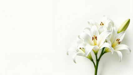 Elegant white lilies placed on a white background show off their delicate beauty in a tranquil setting.