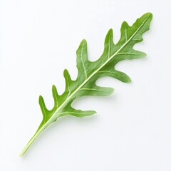 Naklejka premium Fresh arugula leaf on white background, food ingredient