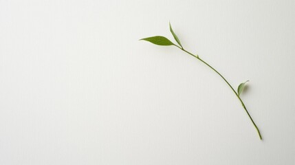 Serene Minimalist Plant Photography: A Single Green Stem with Leaves Against a Pristine White Background