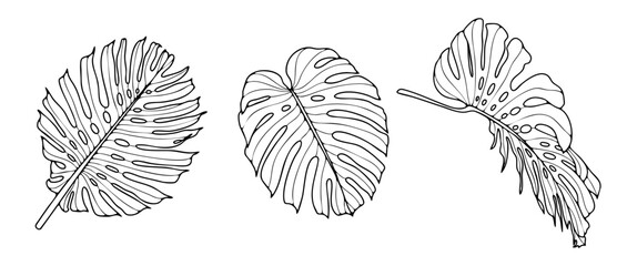 Hand drawn monstera leaf outlines isolated on white background © Лилия Агапова