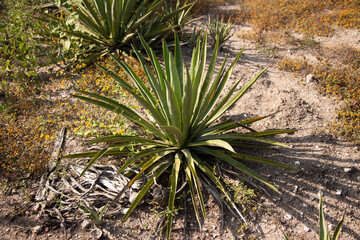 Fototapeta premium Wild maguey or agave plants on an organic plantation for the production of mezcal in the Oaxaca Valley in Mexico.