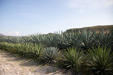 Wild maguey or agave plants on an organic plantation for the production of mezcal in the Oaxaca Valley in Mexico.