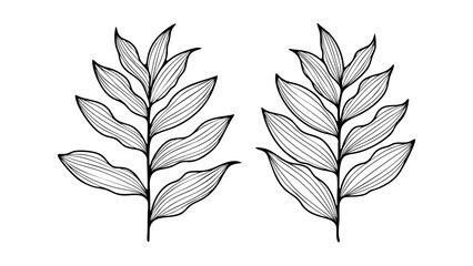 Hand drawn botanical illustration with two branches and leaves. Black and white vector illustration