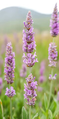 Fototapeta premium Lavender flowers in a peaceful meadow vibrant purple blossoms nature beauty and tranquility in bloom