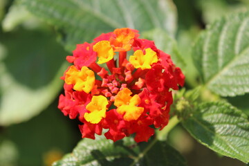 オレンジの花