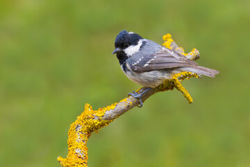 Coal Tit on a branch