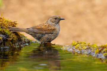 Dunnock came for water