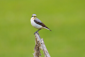 Northern Wheatear with bug hunt